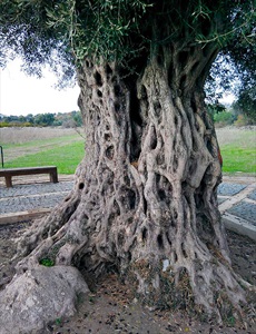 Teos Antik Zeytin Ağacı